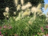 Pennisetum villosum